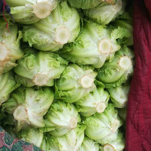 邯郸意大利生菜 3~4两