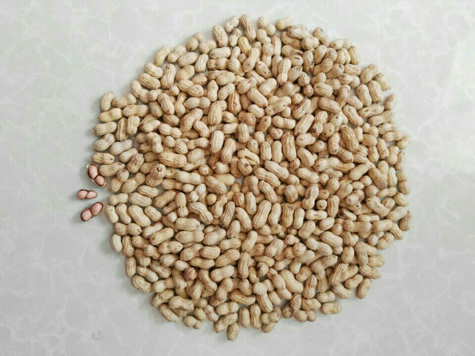  小花生
花生友名金果，长寿果、长生果。