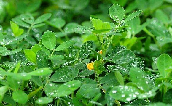  小花生
花生友名金果，长寿果、长生果。