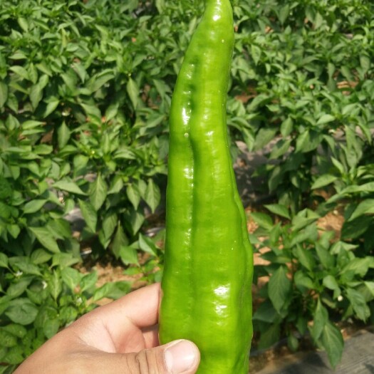 定边县金牛角 15~20cm 靑色 微辣