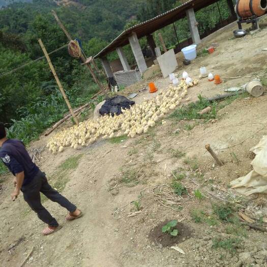 泸水市杂交鹅 统货 全散养 6-8斤
