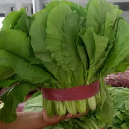 邯郸速生小白菜 20~25公分 