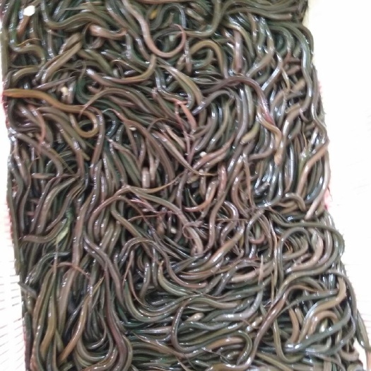 定远县 精品黄鳝苗