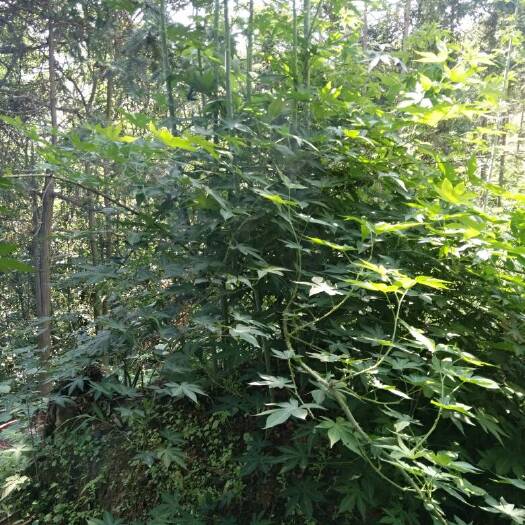 荔浦市甜茶