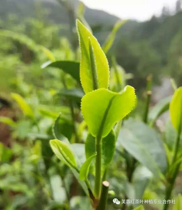 高山绿茶