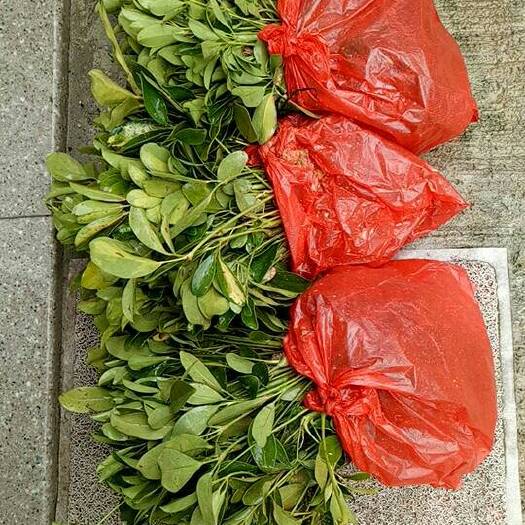 漳州澳洲鸭脚木 袋苗大量供应中