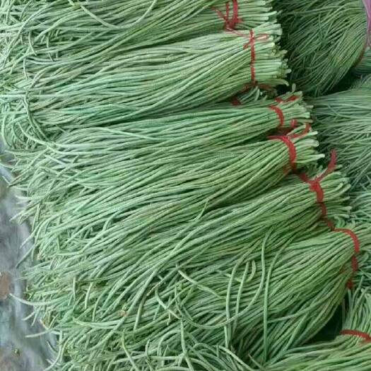 莘县架豆王豆角  长又细
