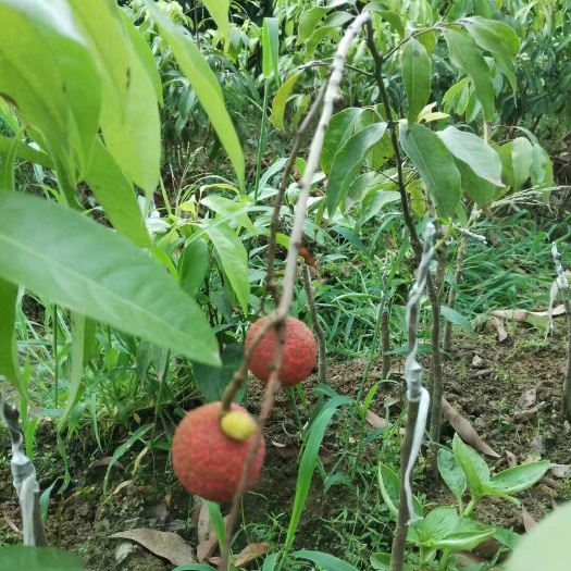 灵山县无核荔枝苗