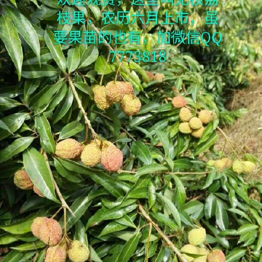 灵山县桂味荔枝苗