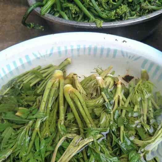 野生蕨菜