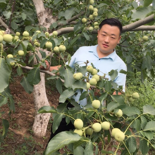 淄博薄皮核桃苗