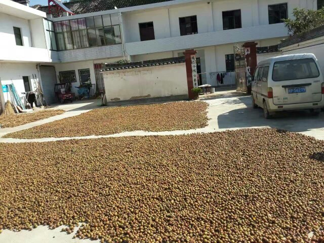 野生山茶油 