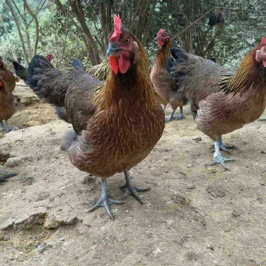 南宁瑶鸡苗