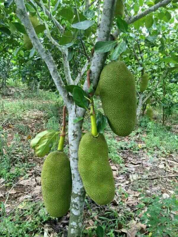 菠萝蜜苗 干包脆甜菠萝蜜嫁接苗 南方可盆栽地栽庭院种植 包邮