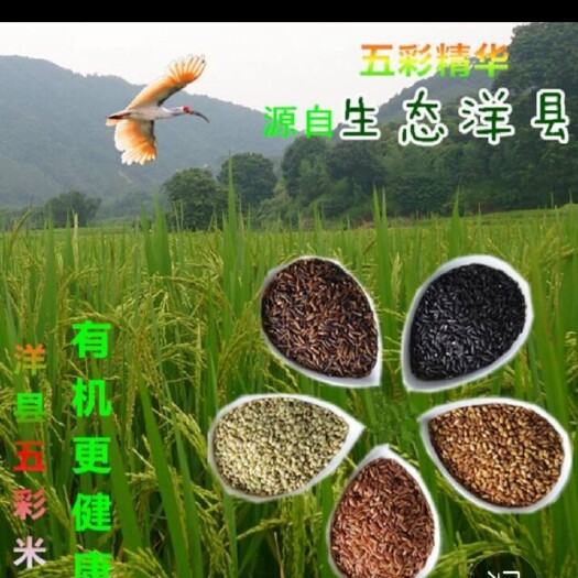 洋县洋县紫米 