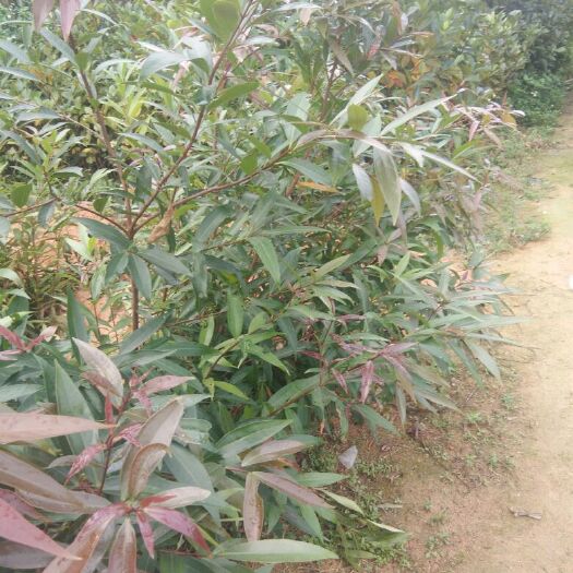 灵山县铁皮石斛