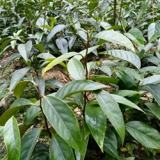 鄱阳县粉红黑老虎苗 