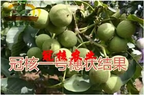 淄博冠核一号核桃苗
