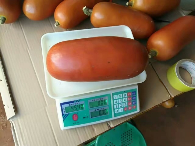 香如蜜种子 火腿瓜种子