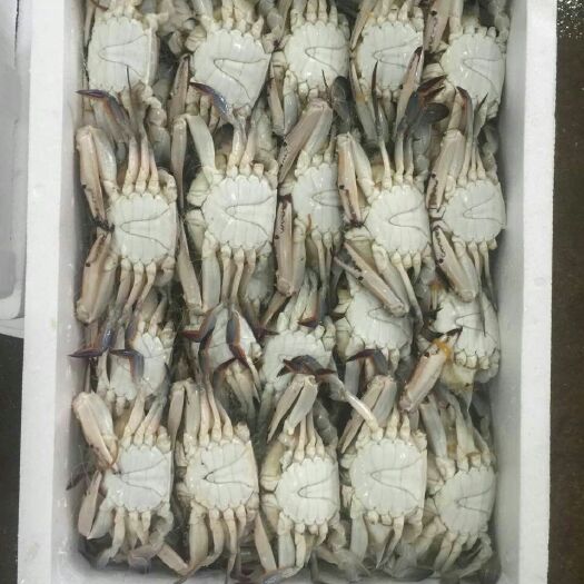 连云港梭子蟹 2.5-3.0两