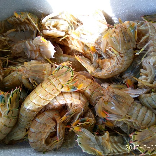 连云港皮皮虾