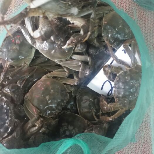 泗阳县洪泽湖大闸蟹 六月黄大量上市，要货的来联系