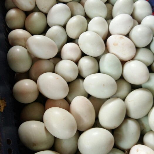 桂林青皮鸭蛋 箱装 食用
