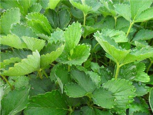 泰安小白草莓苗价格 小白草莓苗种植基地 三叶一心 根系发达