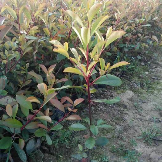  红叶石楠 ，基地直销，常年销售各种绿化苗木