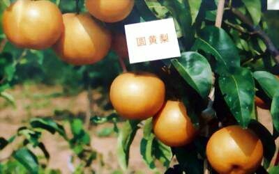 砀山县圆黄梨 250-300g 60mm以上