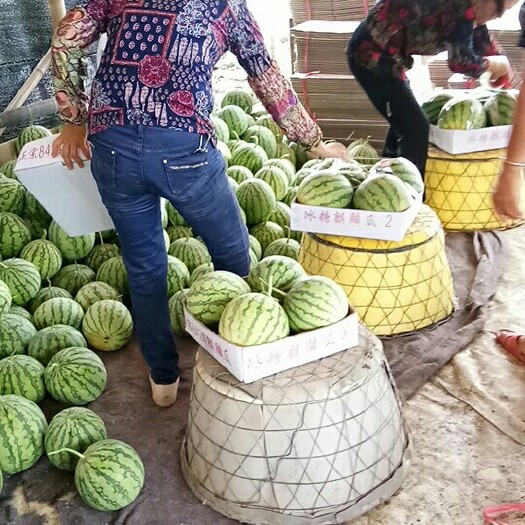 温岭市8424西瓜 1茬 8成熟 5斤打底