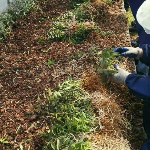 乐清市铁皮石斛