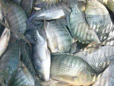 广州罗非鱼苗 