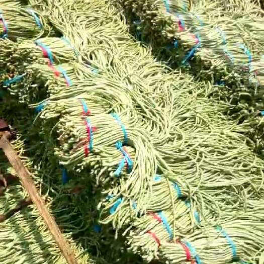 邯郸白条豆角 20cm以上 不打冷