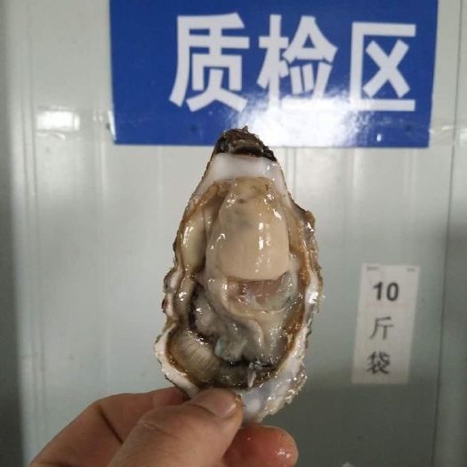 近江牡蛎 人工养殖 1-3只/公斤