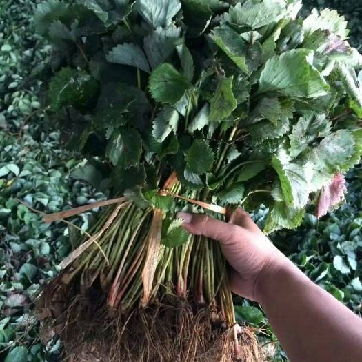 泰安红颜草莓苗 地栽苗 10~20公分 
