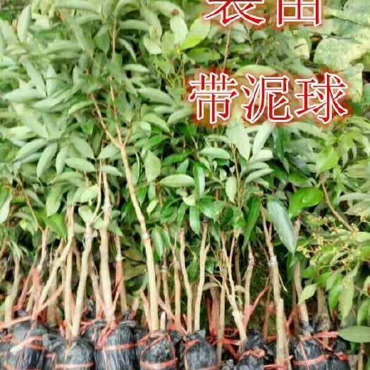 灵山县糯米糍荔枝苗两年苗 裸根粘泥浆带土球带叶盆栽地栽庭院种植包邮
