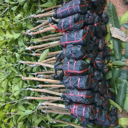 灵山县金煌芒果两年嫁接苗带土球带叶子发货可盆栽地栽庭院包邮