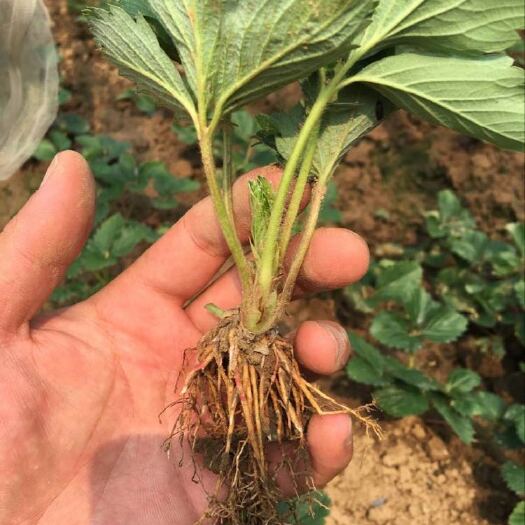 泰安甜查理草莓苗 地栽苗 脱毒苗