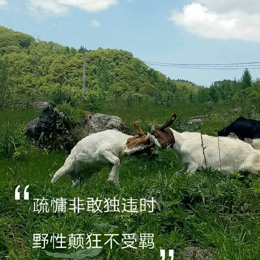建始县 高山土山羊