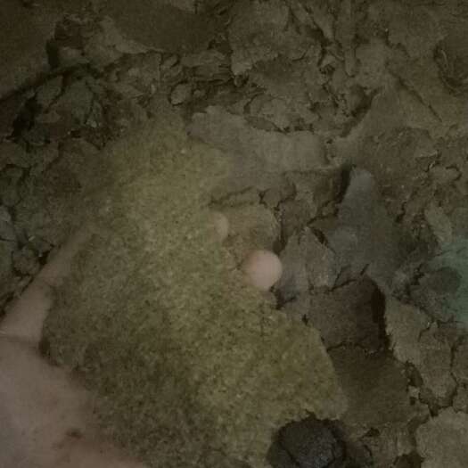 建德市菜枯