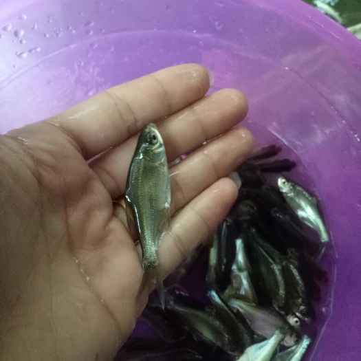 广州武昌鱼苗 团头鲂三角鲂沙边鱼苗3-6cm
