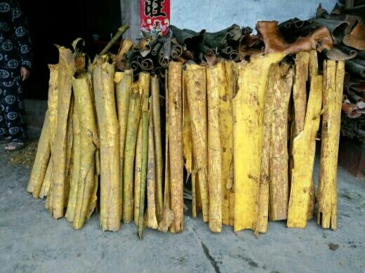 乐山川黄柏，厚皮黄柏丝，种子 种苗