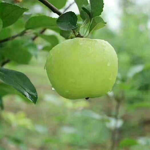 滕州市藤木苹果 75mm以上 翠绿 膜袋