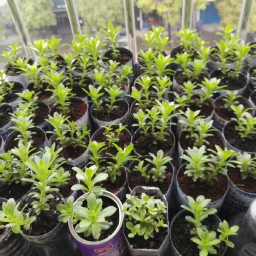 鄱阳县救心菜  宽叶费菜苗