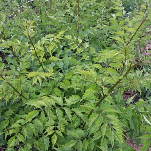 富平县凌霄苗