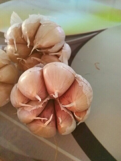 大名县无芯大蒜 5~5.5cm 5~5.5cm 多瓣蒜