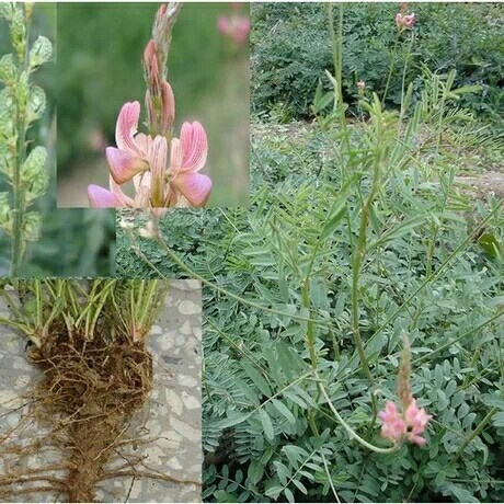 沭阳县红豆草种子  又称牧草皇后 驴食豆 发芽快 营养高的优质牧草