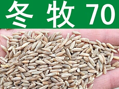 冬牧草种子  冬牧70黑麦草种子冬季耐寒高产牧草种子喂养猪牛羊鸡鸭鹅鱼兔草