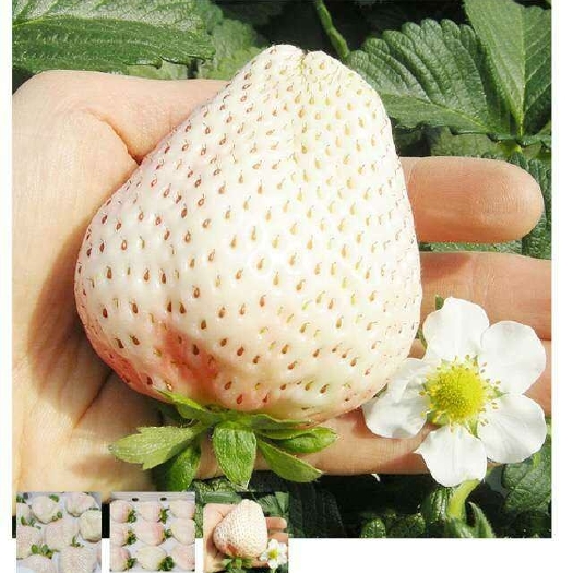 泰安天仙醉草莓苗价格 太空2008 越秀草莓苗基地 抗重茬能力强
